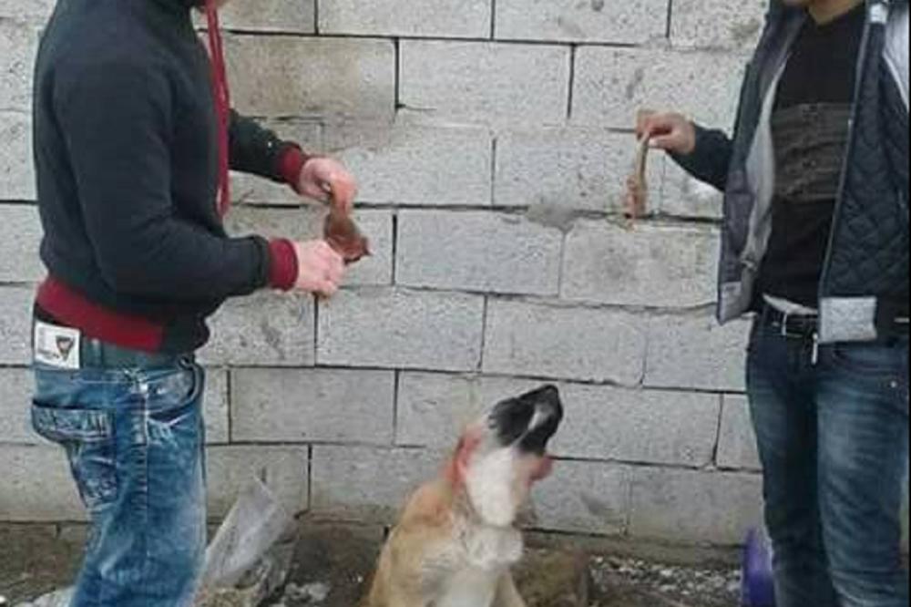 MONSTRUMI iskasapili mučeno kuče i isekli mu uši pa se ponosno slikali! (UZNEMIRUJUĆE FOTOGRAFIJE)