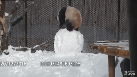 Fejlovao k'o ŽIVOTINJA! Njihove zavrzlame su nešto najsmešnije što ćete videti! (FOTO)(VIDEO) (GIF)