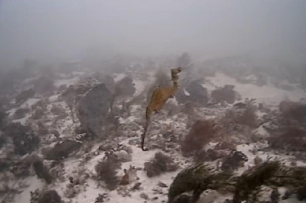 PRVI snimak čudesnog MORSKOG BIĆA! (VIDEO) (GIF)