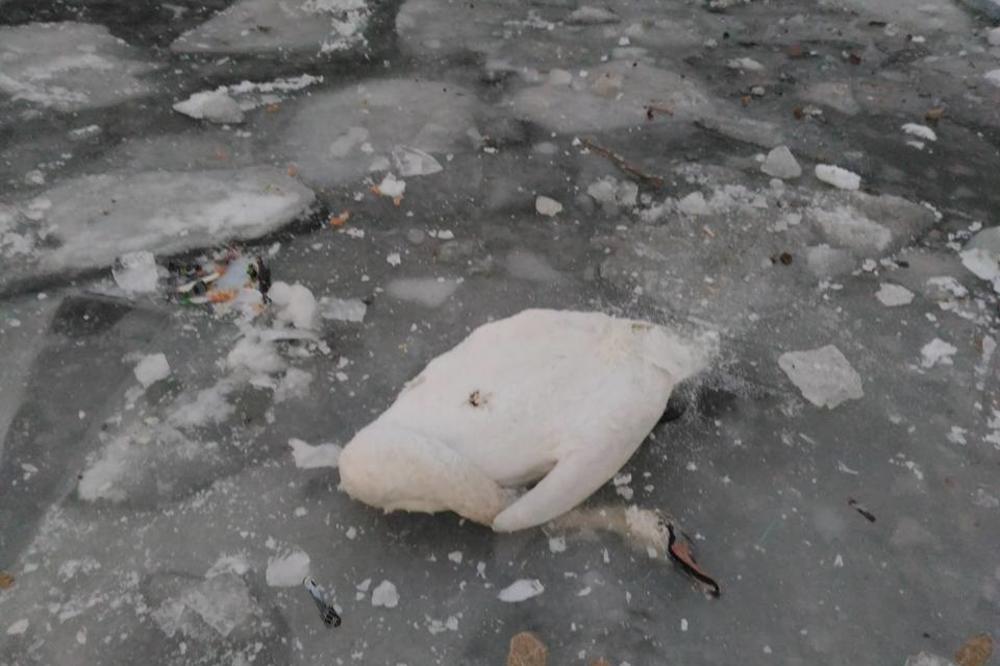 Potvrđen ptičiji grip na području Zrenjanina! NIKAKO NE PRILAZITE MRTVIM PTICAMA!