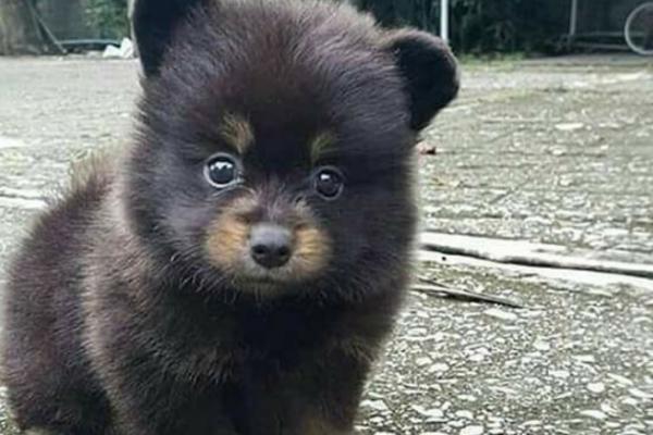 ZEMUNCI UDOMLJAVAJU MEDVEDA?! Ko je dovoljno hrabar postaće ponosni vlasnik! (FOTO)