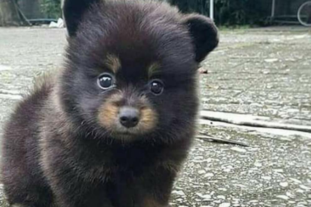 ZEMUNCI UDOMLJAVAJU MEDVEDA?! Ko je dovoljno hrabar postaće ponosni vlasnik! (FOTO)