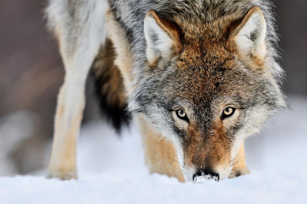 POREKLO SVAKOG NARODA VEZUJE SE ZA NEKU ŽIVOTINJU: Zašto je za Srbe vezan VUK?