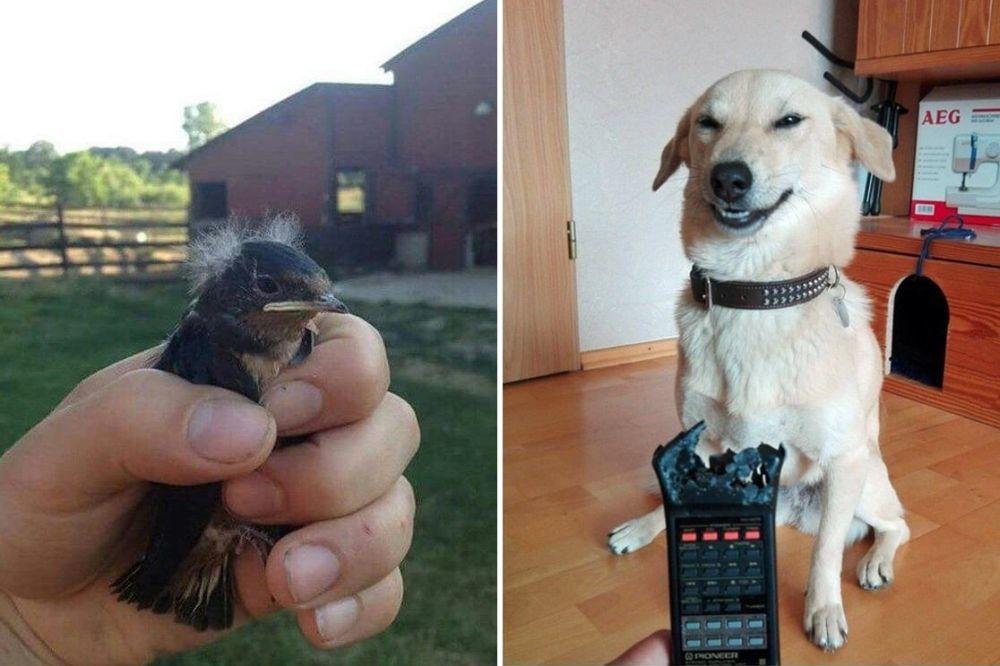 25 PRESMEŠNIH fotki ŽIVOTINJICA koje dominiraju društvenim mrežama! (FOTO)