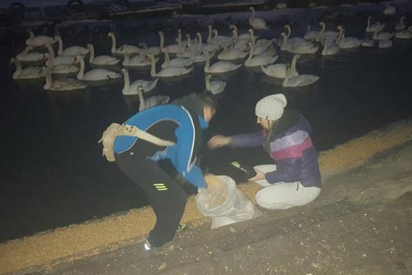 BEOGRAĐANI, BRAVO! Labudovi na keju su spaseni zahvaljujući ovim ljudima! (FOTO)