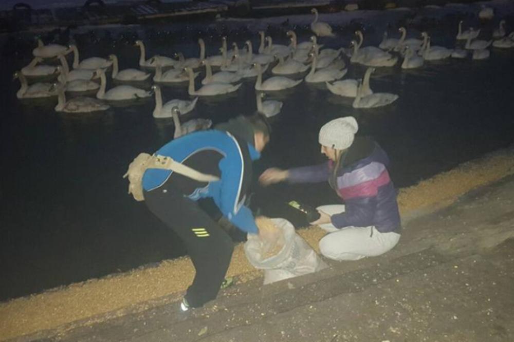 BEOGRAĐANI, BRAVO! Labudovi na keju su spaseni zahvaljujući ovim ljudima! (FOTO)