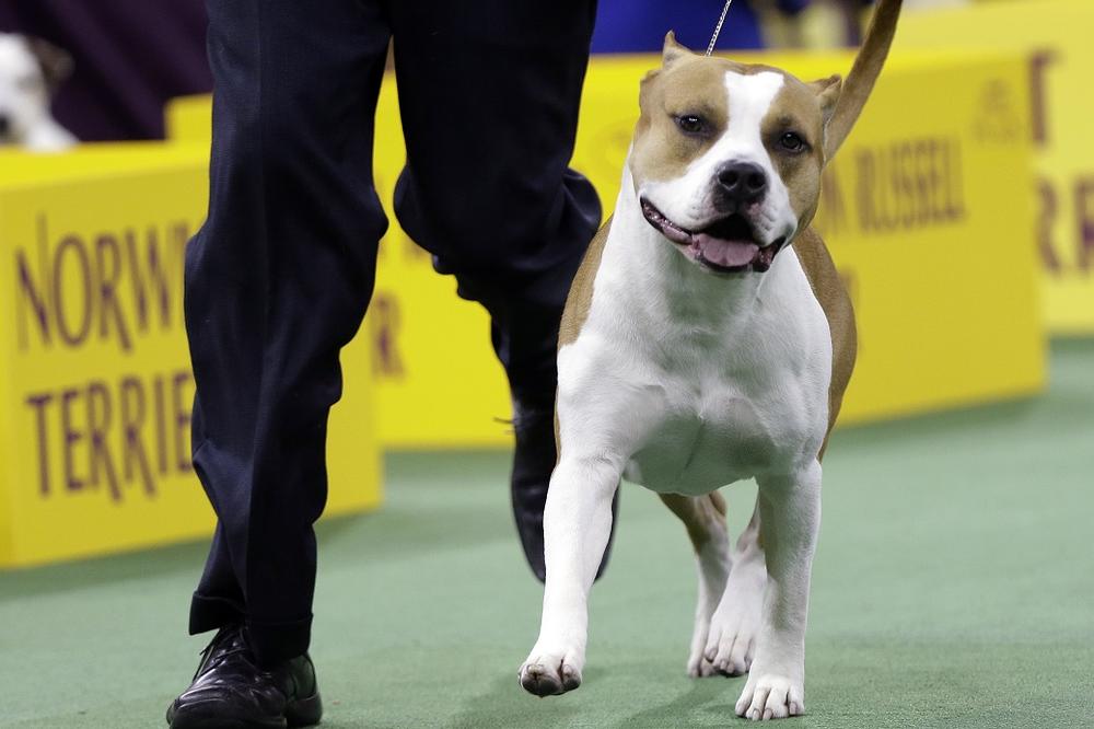 UŽAS U SMEDEREVU: Staford izujedao dečaka kod škole! Ujeo ga 30 puta po rukama i butinama!