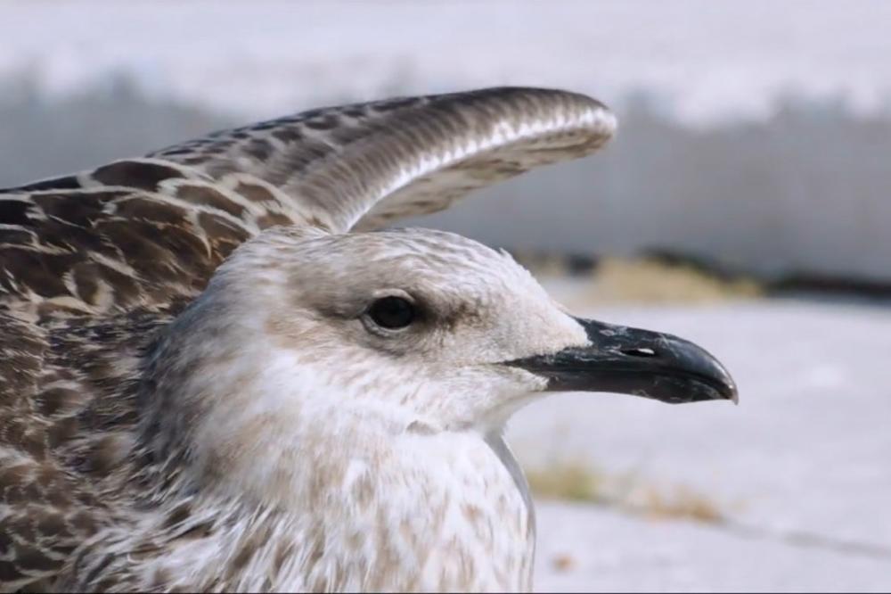 San o drugom mestu: Izložba Svetlane Volic u Galeriji 73