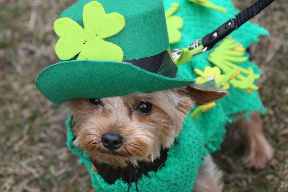Sveti Patrik u našem sokaku: Beogradski irski mart bogat kulturnim događajima