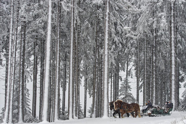 Zima kao inspiracija: Dela naivaca izložena u Muzeju u Jagodini
