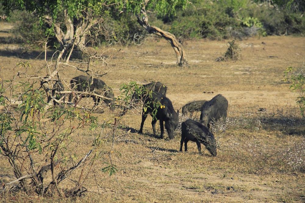 TROJE POVREĐENO: Pomahnitala divlja svinja uletela u park i napala ljude!