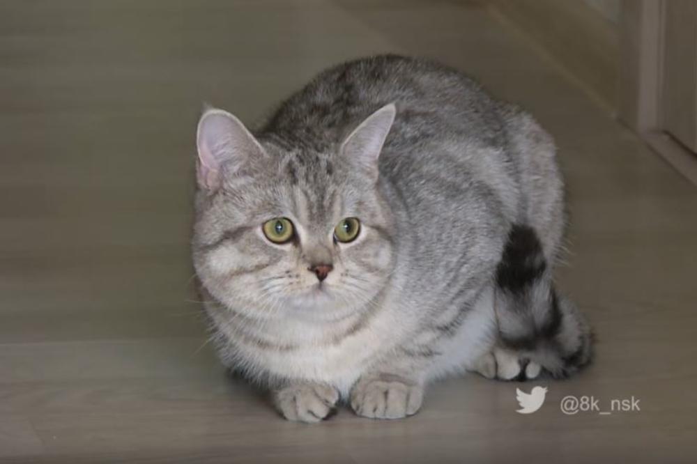 Prodao mačka za 10 miliona dinara! Kad čujete šta tvrdi da može da radi, zabezeknućete se! (VIDEO)