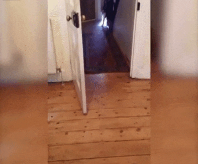 Zigi je pas KOJI ZNA ŠTA HOĆE! Kad hoće napolje ova kuca SAMA SPREMA STVARI! (VIDEO)