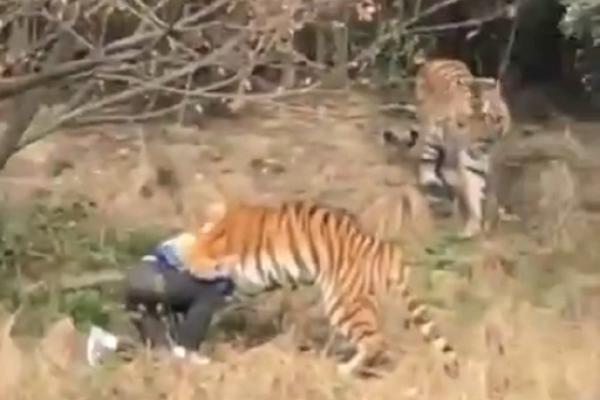 Preskočio zid zoo-vrta i upao pravo MEĐU TIGROVE! (VIDEO)