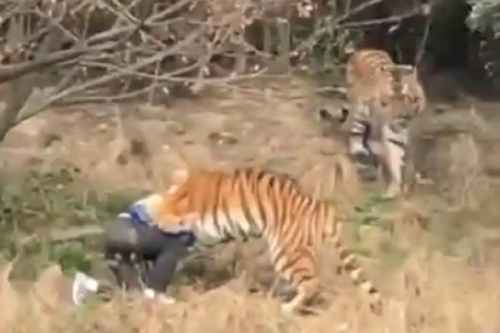 Preskočio zid zoo-vrta i upao pravo MEĐU TIGROVE! (VIDEO)