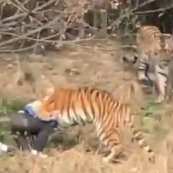 Preskočio zid zoo-vrta i upao pravo MEĐU TIGROVE! (VIDEO)