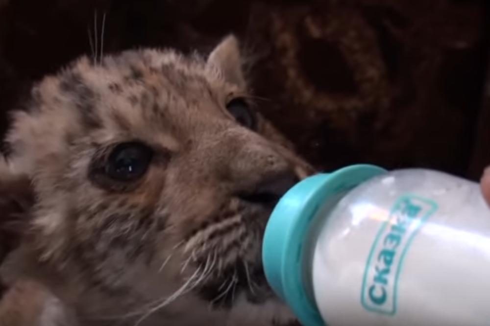 TIGROSLAV je najslađi mešanac koga ćete ikada videti! Posle ovoga, niko ne ostaje ravnodušan! (VIDEO)