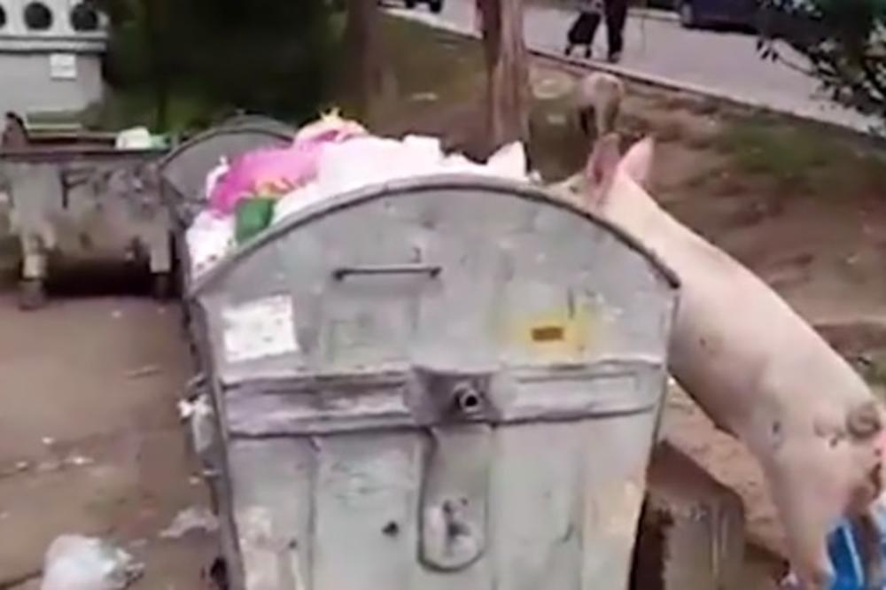 PA ŠTA JE OVO? Na Konjarniku konji, ovce, koze i prasići! (FOTO)