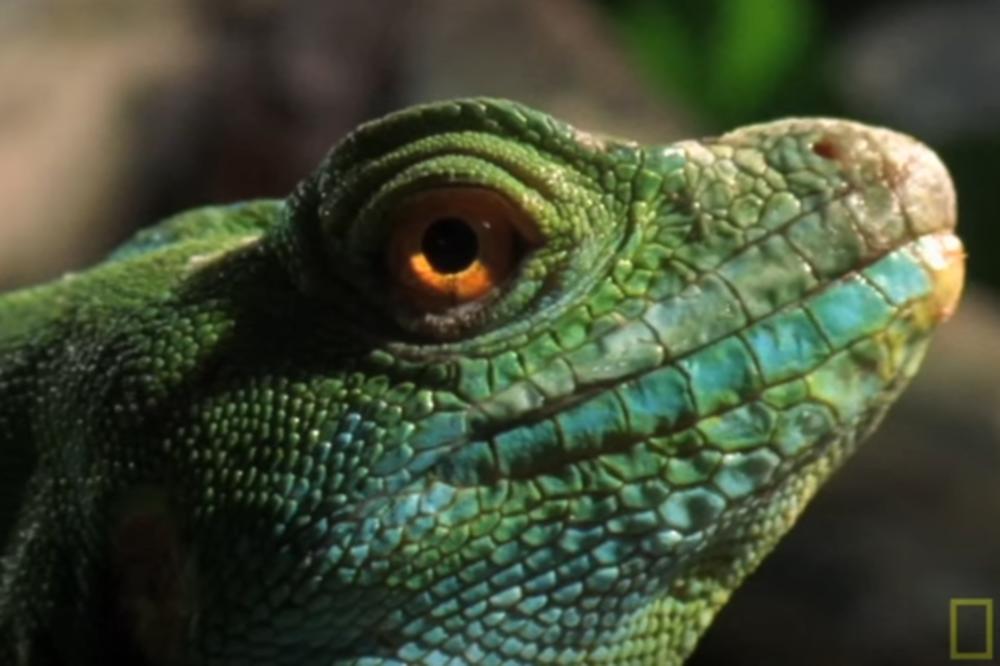 Gušter Isus Hris koji hoda po vodi je vrhunska faca! Upoznajte mališu koji piči (VIDEO)