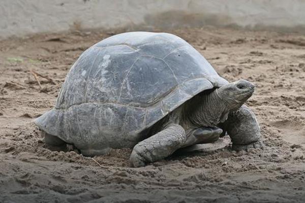 10 STVARI KOJE NISTE ZNALI O KORNJAČAMA! Jedna je i više nego fascinantna