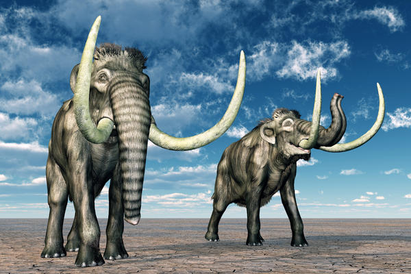 DA LI ĆE USPETI? Naučnici vraćaju u život izumrle vrste (FOTO)