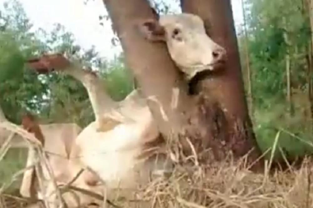 Mislila je krava da je lepša trava, ali, avaj, zaglavila se glava! (VIDEO)