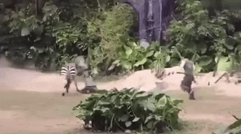 ZOO-VRT IZ PAKLA! Zebra ščepala čuvara samo tri dana nakon što je tigar rastrgao čoveka! (VIDEO)