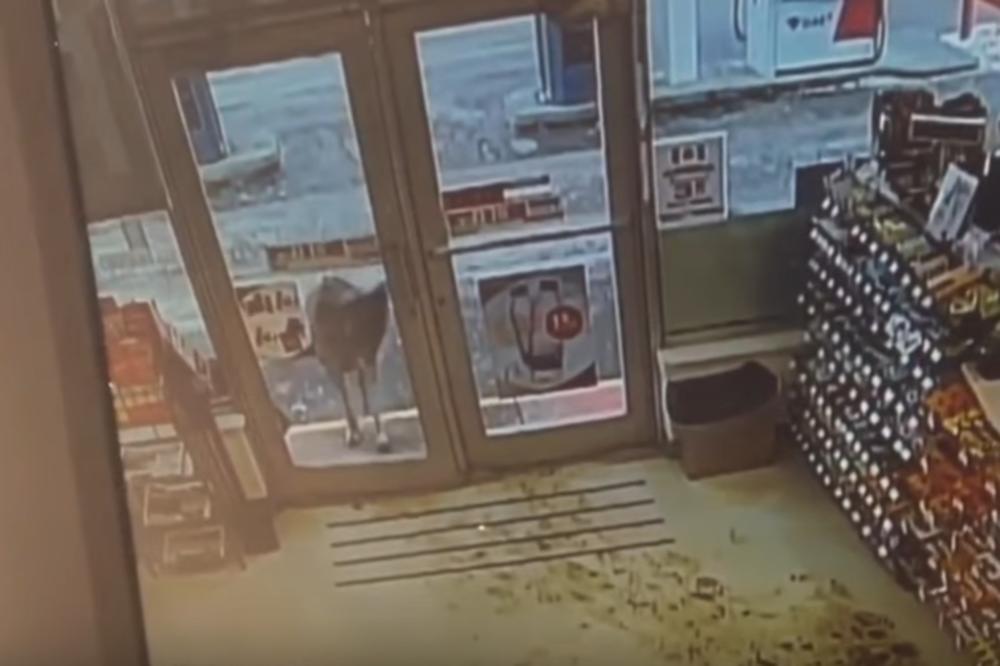 Umesto kupaca u prodavnicu je uletela SRNA i napravila opšti haos! (VIDEO)