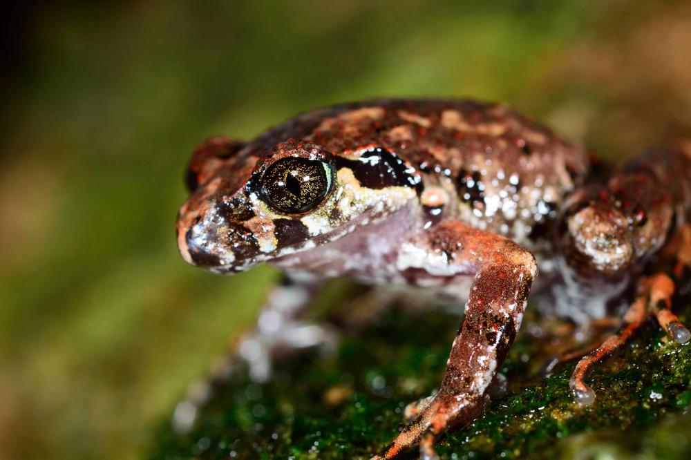 Žena rodila žaba-bebu, naterali je da spali telo pred svima!