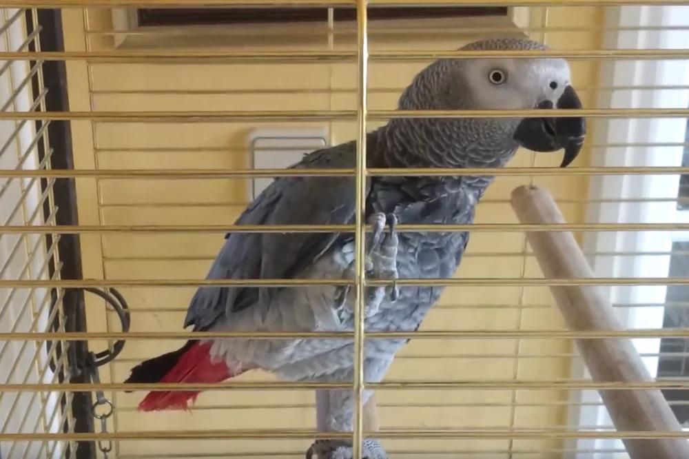 Ša ti meni ša je?! Papagaj Drakče jeste kabadahija, ali je NEODOLJIV! (VIDEO)