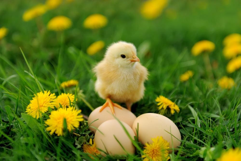 Ima li razlike između smeđih i belih jaja?