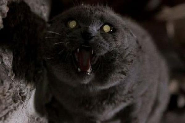 GORE OD HOROR FILMA! Mačka mrtvom gazdi pojela lice!