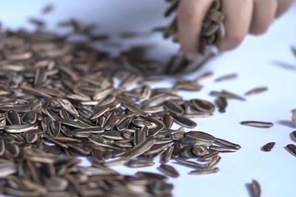 OPREZNO, SEMENKE SUNCOKRETA MOGU DA NAŠKODE! Stručnjaci upozoravaju, hranljive materije se ubijaju ZAGREVANJEM!