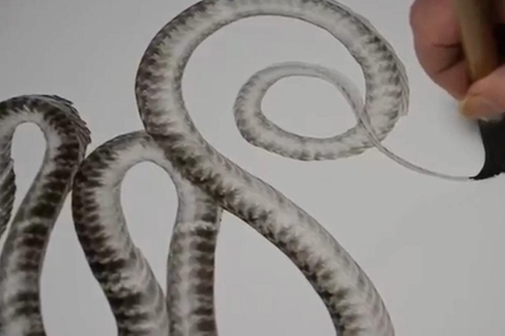 Šta mislite, KOLIKO POTEZA je potrebno da bi nastao ovaj FENOMENALNI CRTEŽ? (VIDEO)