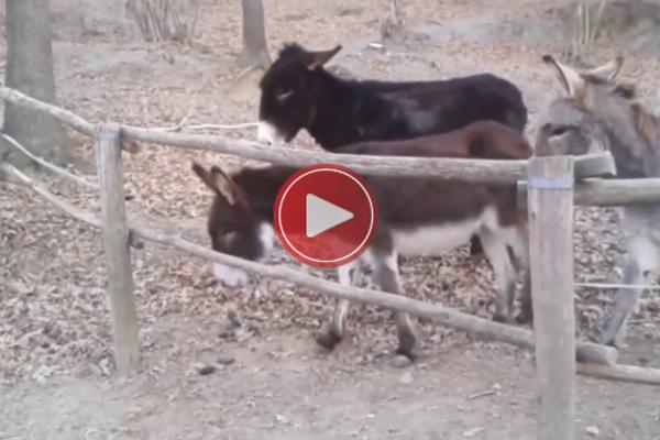 ONO KAD TI JE ORTAK MAGARAC! Ako niste znali šta znači PRAVO PRIJATELJSTVO - SADA ĆETE! (VIDEO)