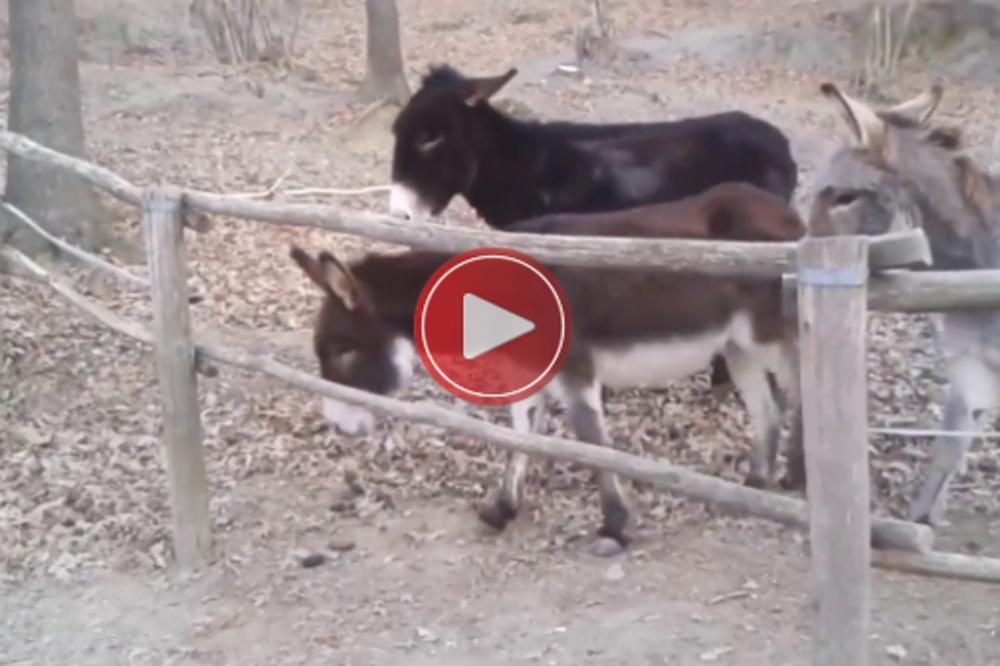 ONO KAD TI JE ORTAK MAGARAC! Ako niste znali šta znači PRAVO PRIJATELJSTVO - SADA ĆETE! (VIDEO)