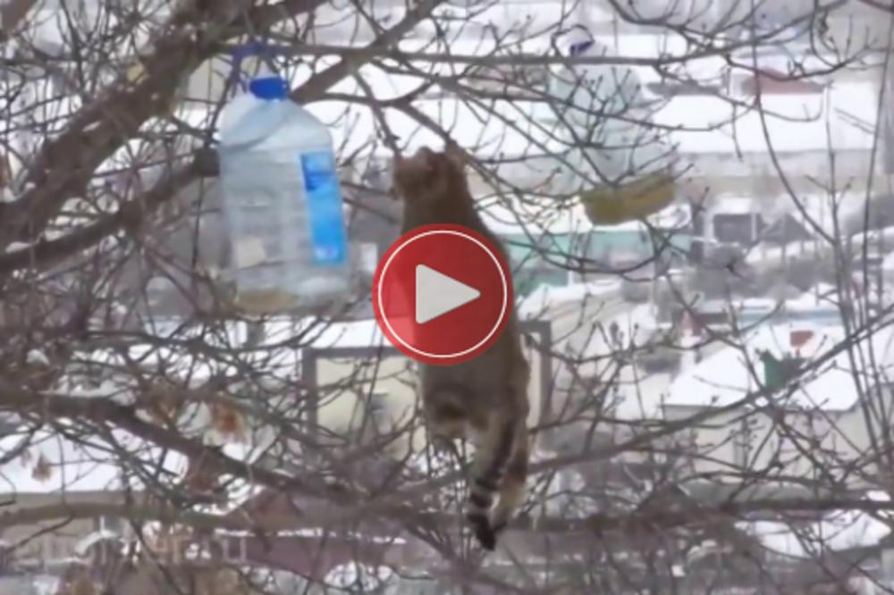 Ova MACA je prava FACA! Kada vidite kako je UKRALA SLANINU... (VIDEO)