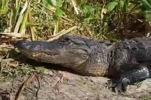 OPŠTI HAOS: Turisti hranili aligatora, a onda se pojavila ajkula (VIDEO)