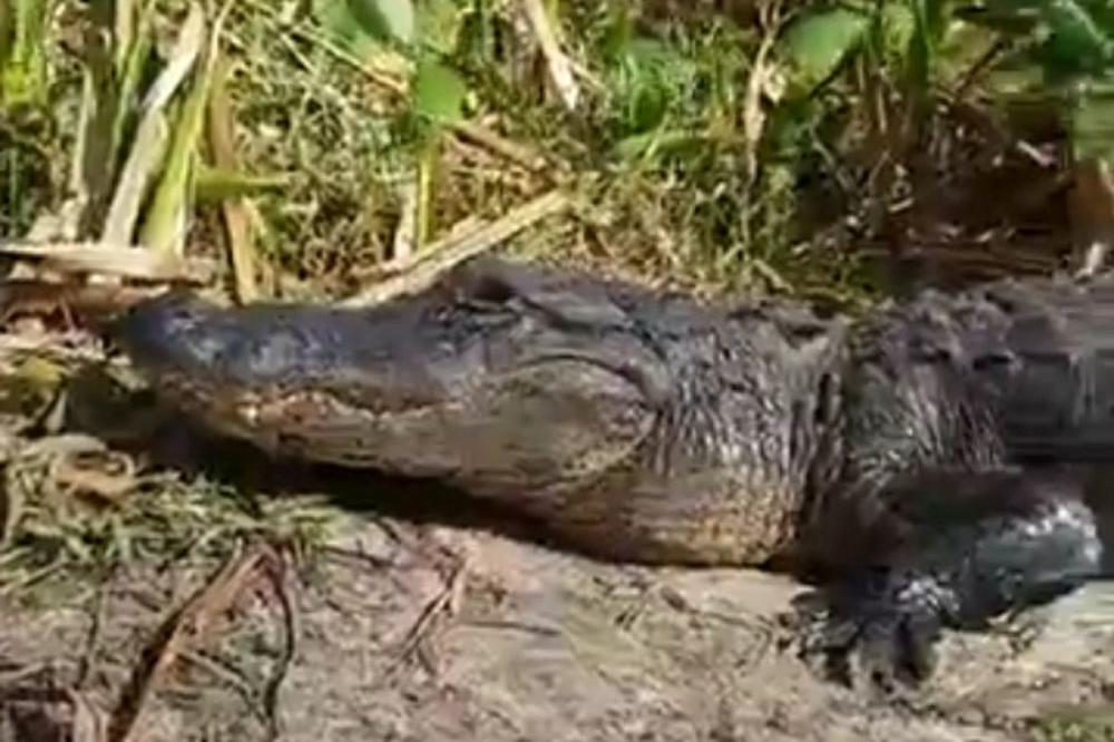 OPŠTI HAOS: Turisti hranili aligatora, a onda se pojavila ajkula (VIDEO)