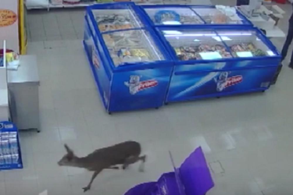 NAJČUDNIJA SCENA U POŽEGI: Srna uletela u prodavnicu! (VIDEO)
