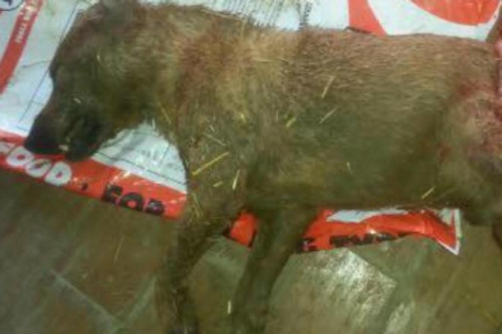 U srpskom azilu PSI JEDU JEDNI DRUGE od gladi! Radnica iz Vršca šokirala javnost! (UZNEMIRUJUĆI FOTO)