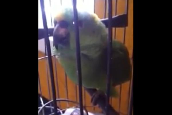 Kad PAPAGAJA OSTAVLJATE SA BEBOM, onda nemojte da se čudite što je POSTAO KMEZAV (VIDEO)