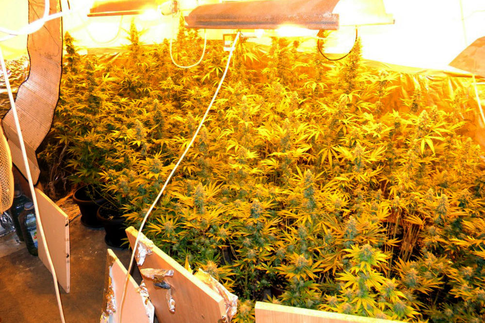 MUP JE U SREMSKOJ MITROVICI ZAPLENIO BRDA STVARI: Pored DROGE, našli su nešto još INTERESANTNIJE!