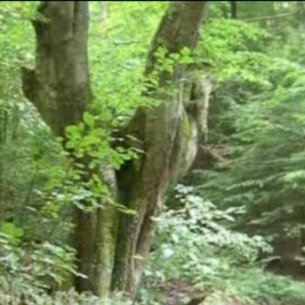 Nema šanse da provalite koja životinja ima ovakav urlik: Kad je čuju, ljudi misle da po njih dolazi smrt