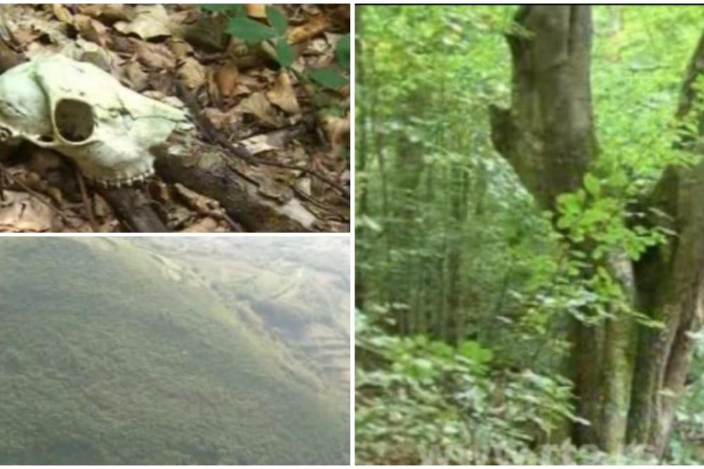 Verovali ili ne, SRBIJA IMA PRAŠUMU?! Vodimo vas na mesto gde drveće umire samo! (VIDEO)