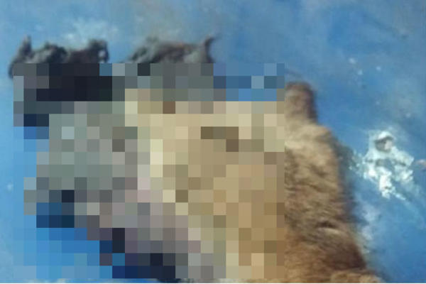 ODSEKLI PSU NOGU, OSTAVILI JE PRED KIOSKOM BRZE HRANE! Monstrumi iz Leskovca šokirali sve! (UZNEMIRUJUĆI FOTO)