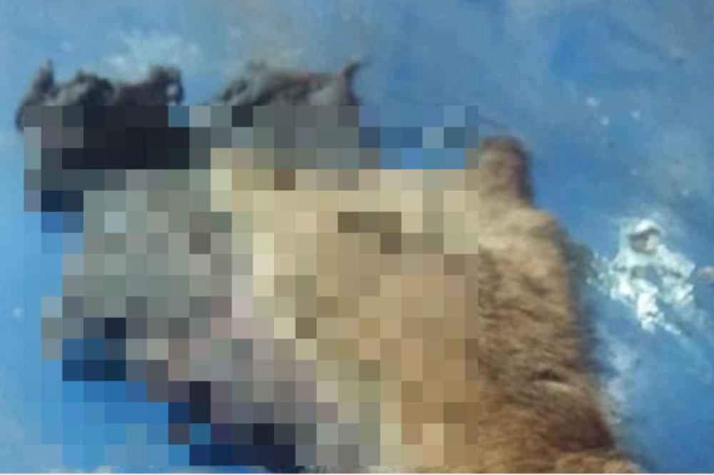 ODSEKLI PSU NOGU, OSTAVILI JE PRED KIOSKOM BRZE HRANE! Monstrumi iz Leskovca šokirali sve! (UZNEMIRUJUĆI FOTO)