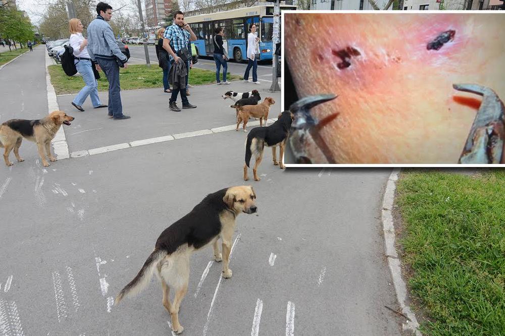NAPRAVILI KLEŠTA U OBLIKU PSEĆIH ČELJUSTI i na ime odštete uzimali MILIONE DINARA!