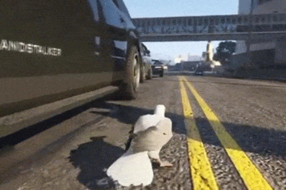 WIN DANA: Ono kad te opljačka - galeb!?