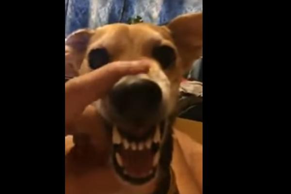 LA LA LA PAS JE HIT NA INTERNETU: Pažnja, moguće je da ostanete bez daha od smeha! (VIDEO)